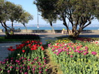 Tulipani fronte lago di Garda