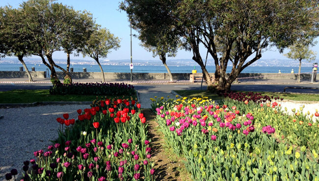 Tulipani fronte lago di Garda