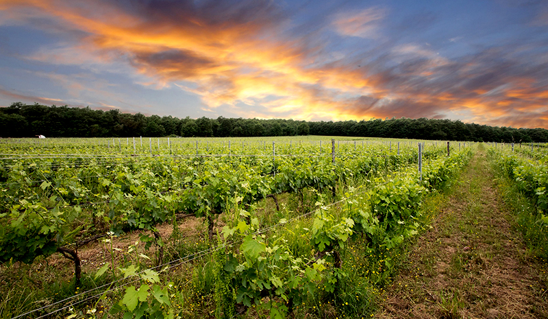 Montepulciano vino nobile Podere-Casanova-vigneti