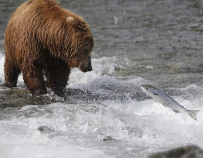 Oceani Alaska orso e salmone