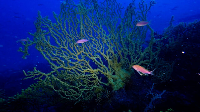 Gallipoli, corallo nero alla Secca del Faro