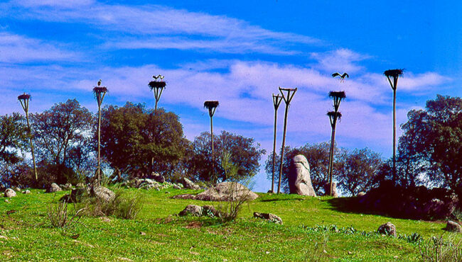 Portogallo, Alentejo dove si posano le cicogne (ph. Pietro Tarallo)
