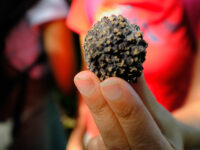 Moncalvo tartufo nero (ph. © emilio dati - mondointasca.it)