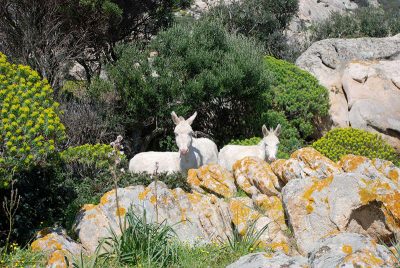 Asinelli bianchi abitani l'isola dell'Asinara