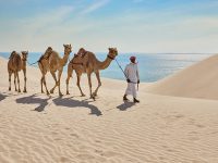 Cammelli nel deserto Mare Interno (QatarTourism)
