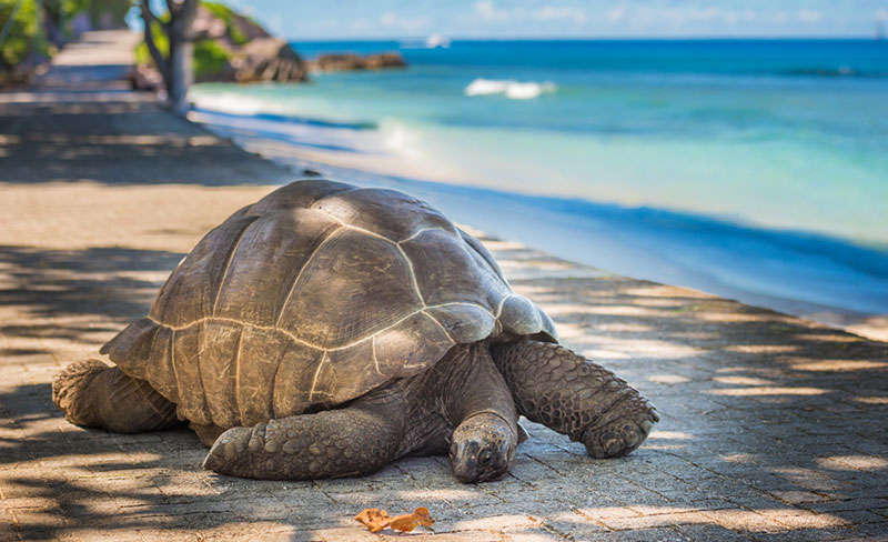 esperienze Seychelles tartaruga gigante