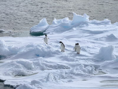 missione antartide famiglia di Pinguini