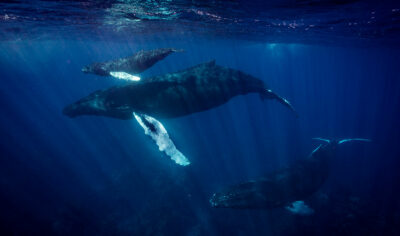 Humpback Whale SilverBank (ph. @-aquaticadventuresBVK)