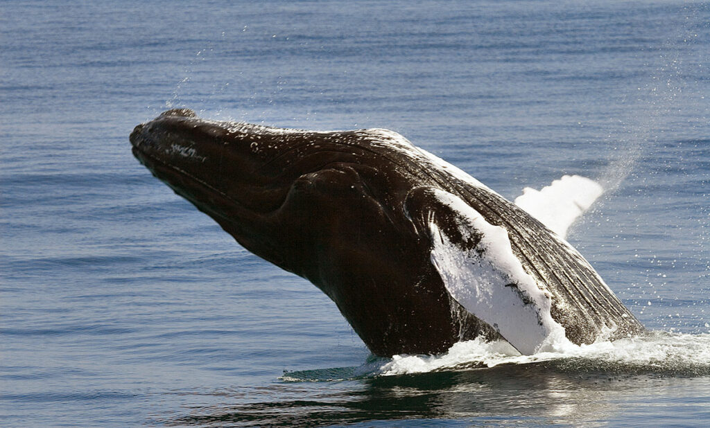 Baia di Samanà Repubblica Dominicana Balena