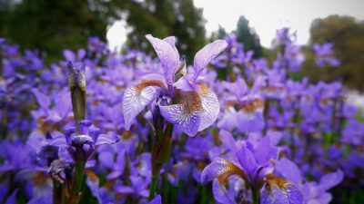 Fioriture di primavera Firenze Giardino dell'Iris