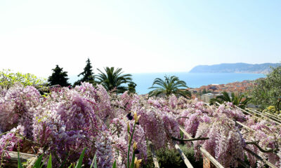 Fioritura primavera Giardini di Villa della Pergola (ph. A. Le Mure)