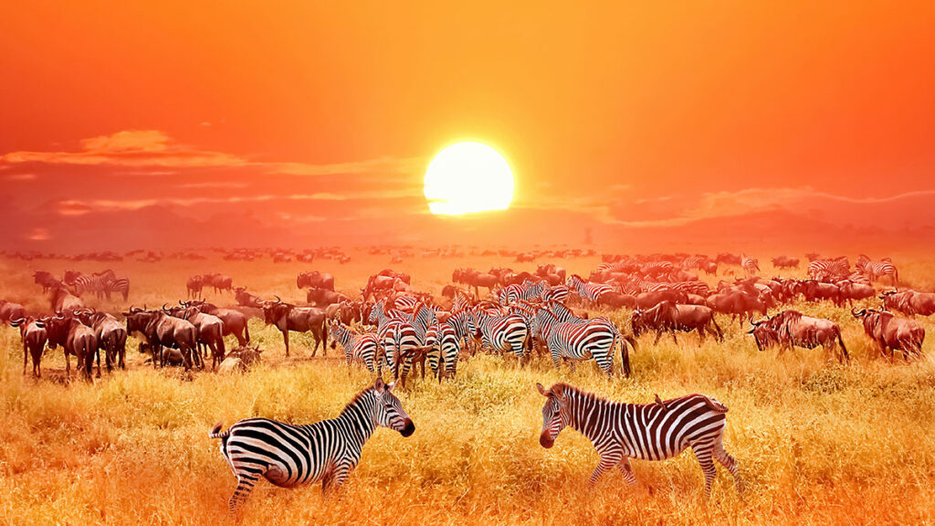 parchi naturali Tanzania Serengeti