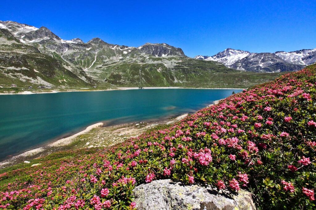Valtellina da record lago Montespluga e rododendri