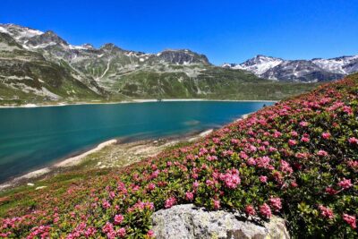 Valtellina da record lago Montespluga e rododendri