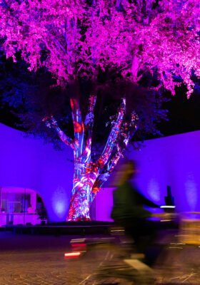 Water Light Festival The great Platanus by Spectaculaire (© Brixen Tourismus ph. Philipp Seyr)