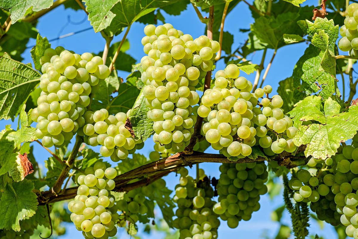 Franciacorta uve bianche (ph. di 1195798 da Pixabay)