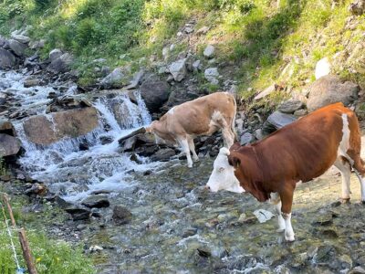 Mucche si abbeverano nella limpida acqua del ruscello (ph p.ricciardi ©mondointasca.it)