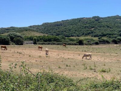 Sardegna mucche al pascolo