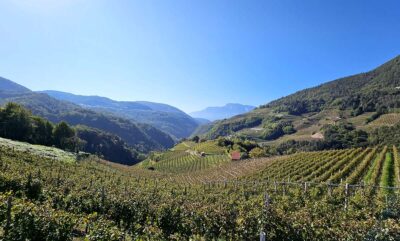 Dolo-Vini-Miti Val di Cembra vigneti