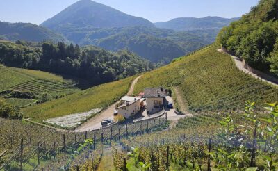 Dolo-Vini-Miti viticoltura verticale