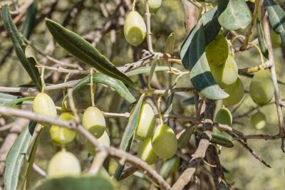 Gergei olive, oro verde
