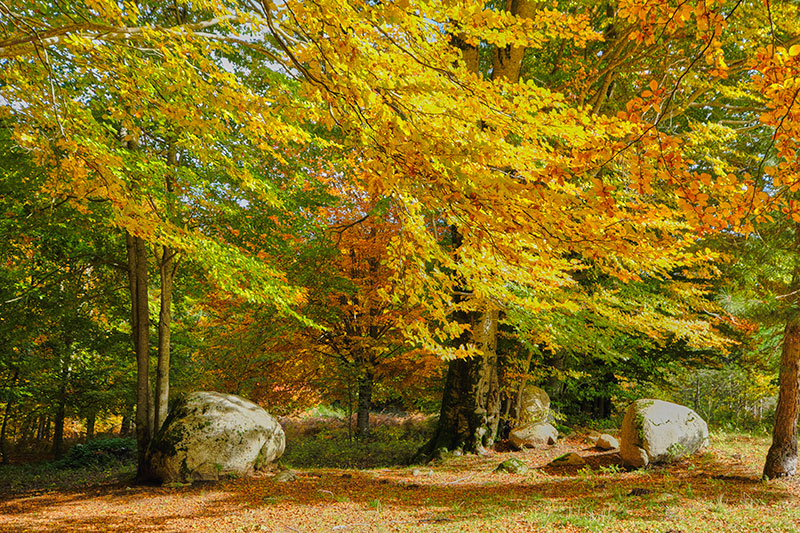 Foliage Lorica Parco Nazionale della Sila (ph. ©emilio dati – mondointasca)
