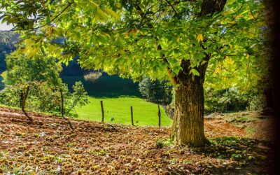 marroni autunno bosco di castagne