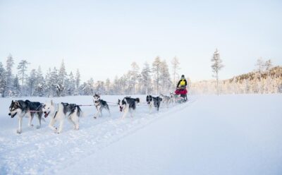 Escursione slitta con gli husky Västerbotten