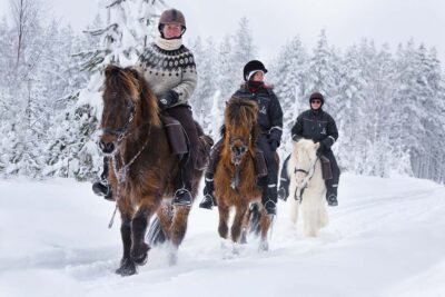 Västerbotten Horses of Taiga a cavallo nella foresta 