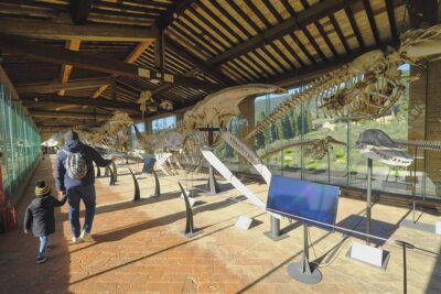 Certosa di Calci Museo di storia naturale Gallerie dei cetacei