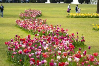 Valeggio sul Mincio Parco Giardino Sigurtà fioritura dei tulipani