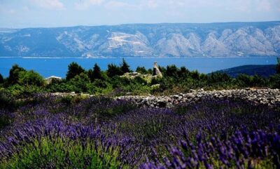 Croazia Campi di lavanda isola hvar