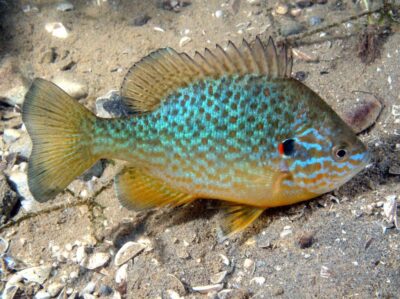 Garda i pesci del lago Persico Sole