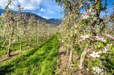 primavera Ponte In Valtellina, meleti in fiore