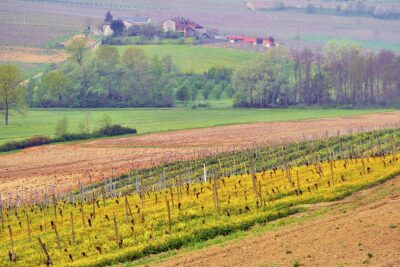 Vignale Monferrato panorama dalle vigne