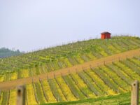 Grana Monferrato vigne noccioleti degustazioni