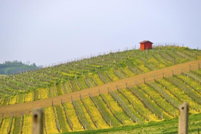 Grana Monferrato vigne noccioleti degustazioni