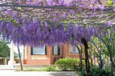 Giardini di Villa della Pergola glicini fioriti