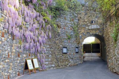Alassio Glicini fioriti a Villa della Pergola 