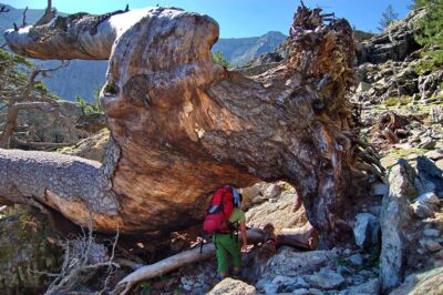 Cammini Corsica del Sud troco di albero