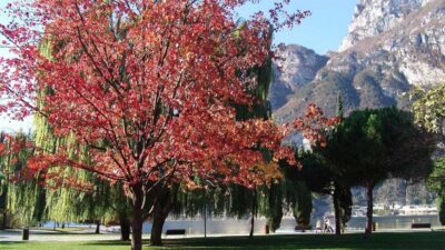 Lago di Garda foliage