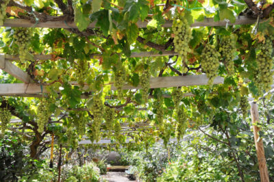 Arcipelago Canarie vendemmia