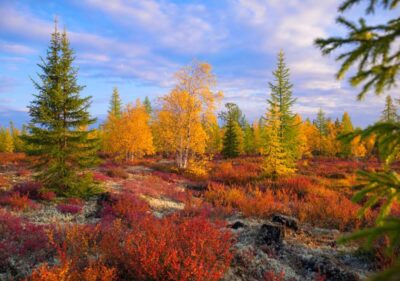 Finlandia Lapponia Rusk spettacolo della natura