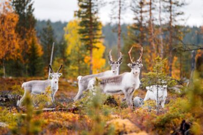 Finlandia Lapponia Pallas Ylläs National Park 