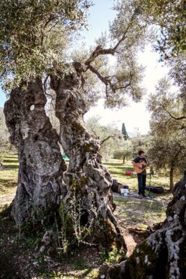 Umbria Frantoi aperti Suoni ulivi