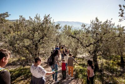 Umbria Frantoi aperti 2024 Camminare tra gli ulivi 