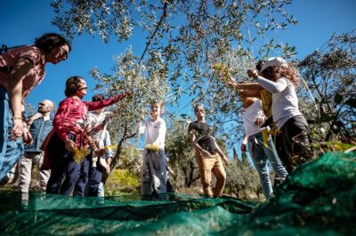 Frantoi aperti raccolta delle olive