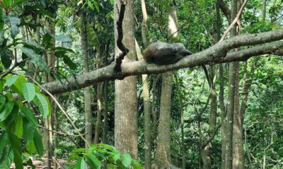 Indonesia arcipelago Bali foresta delle scimmie