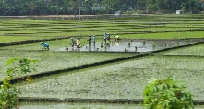 Indonesia Bali lavoro nei campi di riso