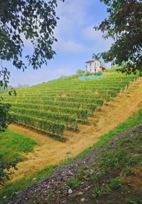 Langhe, Roero, Monferrato vigneti